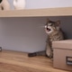 Cute kitten on wooden cabinet indoors, space for text Cute kitten on wooden cabinet indoors, space for text - PhotoDune Item for Sale