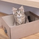 Cute kitten in box on wooden table indoors Cute kitten in box on wooden table indoors - PhotoDune Item for Sale
