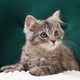 Cute kitten on armchair at home. Adorable pet Cute kitten on armchair at home. Adorable pet - PhotoDune Item for Sale