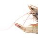 One fresh raw shrimp isolated on white One fresh raw shrimp isolated on white - PhotoDune Item for Sale