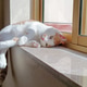 Ginger and white cat laying down in the sun beside the window at home. Ginger and white cat laying down in the sun beside the window at home. - PhotoDune Item for Sale