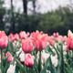 Blooming tulips. Blooming tulips. - PhotoDune Item for Sale