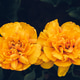 Yellow tulips. Yellow tulips. - PhotoDune Item for Sale