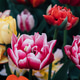 Tulips in bloom. Tulips in bloom. - PhotoDune Item for Sale