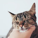 Cute tabby cat. Cute tabby cat. - PhotoDune Item for Sale