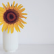 Sunflower in vase. Sunflower in vase. - PhotoDune Item for Sale