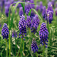 Blooming flowers. Blooming flowers. - PhotoDune Item for Sale