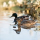Mallard Ducks Swimming in Calm Golden Water Mallard Ducks Swimming in Calm Golden Water - PhotoDune Item for Sale