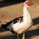 Muscovy Duck Portrait in Warm Sunlight Muscovy Duck Portrait in Warm Sunlight - PhotoDune Item for Sale