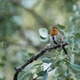 Robin Facing Camera on Mossy Tree Branch Robin Facing Camera on Mossy Tree Branch - PhotoDune Item for Sale