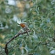 European Robin Perched in Leafy Woodland European Robin Perched in Leafy Woodland - PhotoDune Item for Sale