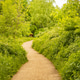 A trail in a spring forest with sunlight and shadows. Green trees and grass along the path in the na A trail in a spring forest with sunlight and shadows. Green trees and grass along the path in the na - PhotoDune Item for Sale