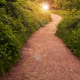 A trail in a spring forest with sunlight and shadows. Green trees and grass along the path in the na A trail in a spring forest with sunlight and shadows. Green trees and grass along the path in the na - PhotoDune Item for Sale