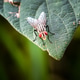 Housefly with Red Eyes on a Green Leaf Housefly with Red Eyes on a Green Leaf - PhotoDune Item for Sale