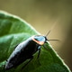 Cockroach on a Green Leaf Cockroach on a Green Leaf - PhotoDune Item for Sale