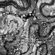 Organic Grunge Texture with Noise and Distortion Organic Grunge Texture with Noise and Distortion - PhotoDune Item for Sale