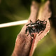 Black jumping spider on a dry leaf Black jumping spider on a dry leaf - PhotoDune Item for Sale