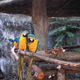 Beautiful blue and yellow macaw parrots perched together on wooden branches in a tropical environmen Beautiful blue and yellow macaw parrots perched together on wooden branches in a tropical environmen - PhotoDune Item for Sale