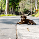 A brown dog lying peacefully on a quiet concrete road surrounded by lush green trees in a natural ou A brown dog lying peacefully on a quiet concrete road surrounded by lush green trees in a natural ou - PhotoDune Item for Sale