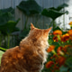 A fluffy red Maine Coon cat sitting in a sunny garden. A fluffy red Maine Coon cat sitting in a sunny garden. - PhotoDune Item for Sale