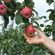 A woman reaching out to pick a ripe red apple from a lush tree branch in an orchard. A woman reaching out to pick a ripe red apple from a lush tree branch in an orchard. - PhotoDune Item for Sale