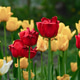 A cluster of fading red and yellow tulips in a garden. A cluster of fading red and yellow tulips in a garden. - PhotoDune Item for Sale