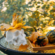 Outdoor table scene with decorative gourds and a white skull topped with maple leaves in front of fa Outdoor table scene with decorative gourds and a white skull topped with maple leaves in front of fa - PhotoDune Item for Sale