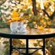 White skull with yellow maple leaves on top, placed on a glass table with soft autumn light and blur White skull with yellow maple leaves on top, placed on a glass table with soft autumn light and blur - PhotoDune Item for Sale