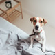 Curious dog on bed looking at camera Curious dog on bed looking at camera - PhotoDune Item for Sale