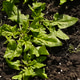 Young spinach foliage stays in dirt. Young spinach foliage stays in dirt. - PhotoDune Item for Sale