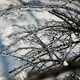 Ice Coated Branches Stretching Across Sky Under Diffused Light. Ice Coated Branches Stretching Across Sky Under Diffused Light. - PhotoDune Item for Sale