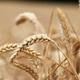 Ripe Ear of Wheat in a Field in Summer Ripe Ear of Wheat in a Field in Summer - PhotoDune Item for Sale