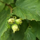Three Green Growing Hazelnuts on the Tree Three Green Growing Hazelnuts on the Tree - PhotoDune Item for Sale