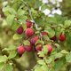 ripe plum or Mirabelle on tree ripe plum or Mirabelle on tree - PhotoDune Item for Sale