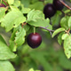 Dark red or burgundy plum on the plum tree Dark red or burgundy plum on the plum tree - PhotoDune Item for Sale