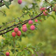 ripe pink Mirabelle on a branch ripe pink Mirabelle on a branch - PhotoDune Item for Sale