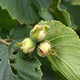 Three hazelnuts growing on a hazelnut tree Three hazelnuts growing on a hazelnut tree - PhotoDune Item for Sale