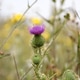 Single Thistle Blossom in a Field of Wild Flowers Single Thistle Blossom in a Field of Wild Flowers - PhotoDune Item for Sale