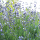 Blooming lavender plant with sunlight and soft bokeh Blooming lavender plant with sunlight and soft bokeh - PhotoDune Item for Sale