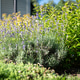 Blooming lavender flower bed in landscaped backyard garden Blooming lavender flower bed in landscaped backyard garden - PhotoDune Item for Sale