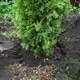 Evergreen tree beside planting hole with shovel Evergreen tree beside planting hole with shovel - PhotoDune Item for Sale