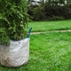 Root ball of thuja tree in transport container close up Root ball of thuja tree in transport container close up - PhotoDune Item for Sale