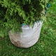 Large thuja tree ready for planting in garden Large thuja tree ready for planting in garden - PhotoDune Item for Sale