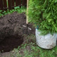 Evergreen tree ready for landscaping with copy space Evergreen tree ready for landscaping with copy space - PhotoDune Item for Sale