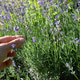Hand touching blooming lavender flowers in summer garden Hand touching blooming lavender flowers in summer garden - PhotoDune Item for Sale