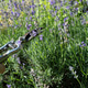 Pruning lavender flowers with garden secateurs Pruning lavender flowers with garden secateurs - PhotoDune Item for Sale