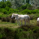 White Horses Grazing in Sunny Pasture Near Hay Bale With Calm Herd of Equines White Horses Grazing in Sunny Pasture Near Hay Bale With Calm Herd of Equines - PhotoDune Item for Sale