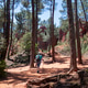 woman Walking Through Pine Forest On Red Clay in the provence woman Walking Through Pine Forest On Red Clay in the provence - PhotoDune Item for Sale