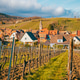 Golden Alsatian vineyard at afternoon with rows leading to the horizon Golden Alsatian vineyard at afternoon with rows leading to the horizon - PhotoDune Item for Sale