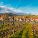 Alsace wine road vineyard with village tower visible in the distance in Alsace Wine Region Alsace wine road vineyard with village tower visible in the distance in Alsace Wine Region - PhotoDune Item for Sale